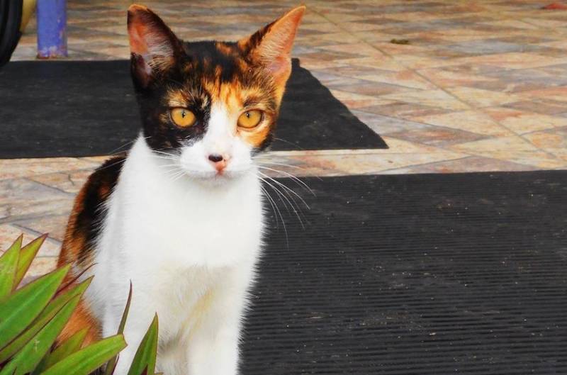 The Cats Of Panama City, One Meow At A Time